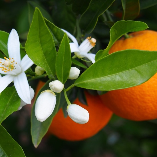 Neroli
